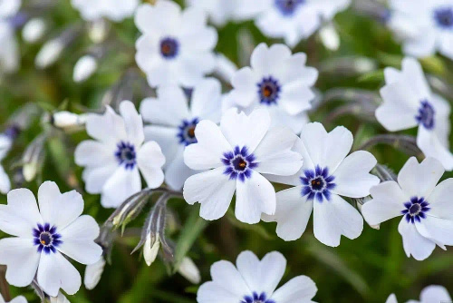 Floks Szydlasty Bavaria Phlox subulata 9