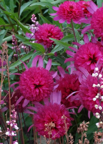 Jeżówka Southern Belle Echinacea