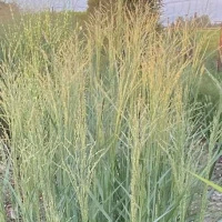 Proso Rózgowe Prairie Sky Panicum Virgatum 9