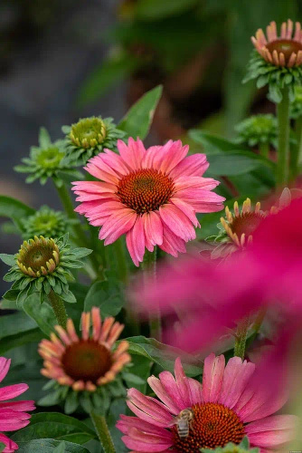 Jeżówka Meditation Cerise Echinacea 0,5l