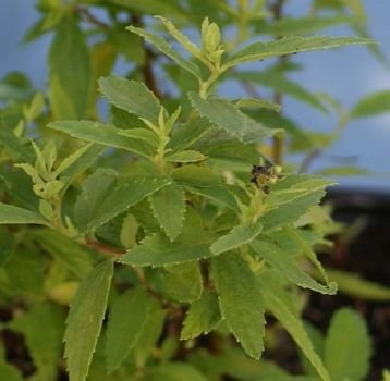 Tawuła japońska Alba Plena Spiraea japonica 9-1l