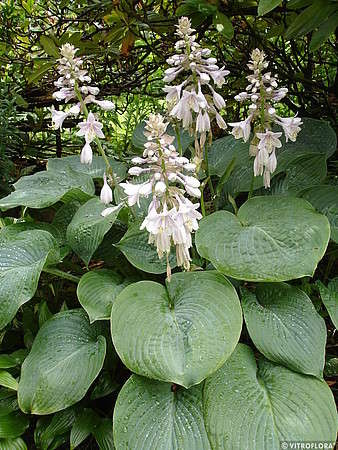Funkia Elegans Hosta 1-2l