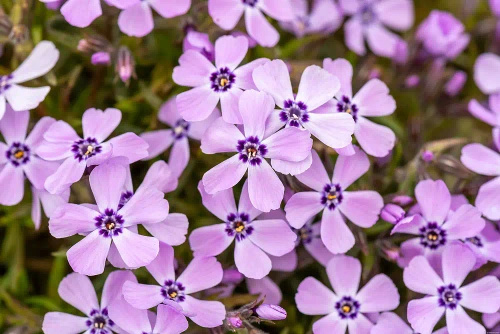 Floks Szydlasty Benita Phlox subulata 9