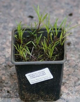 Nachyłek różowy American Dream Coreopsis rosea 9