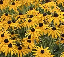 Rudbekia Błyskotliwa Goldstrum Rudbeckia Fulgida 9