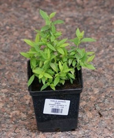 Tawuła japońska Genpei Shirobana Spiraea japonica 9-1l