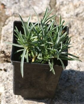 Goździk Raspberry Eyes Dianthus hybrida
