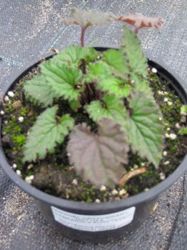 Dzwonek kropkowany Hot Lips Campanula punctata 9