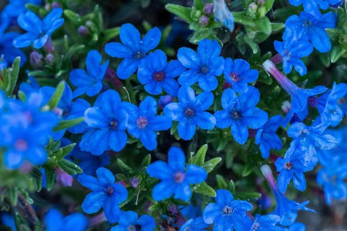 Nawrot Heavenly Blue Lithodora Diffusa