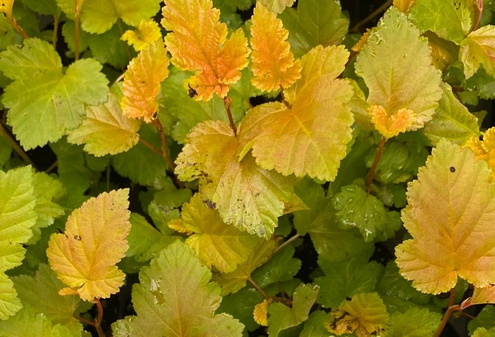 Pęcherznica kalinolistna Magic Ball Physocarpus opulifolius