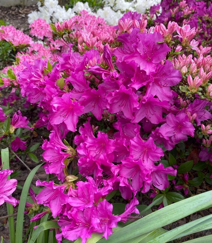 Azalia japońska Blaue Donau Azalea japonicum 1l