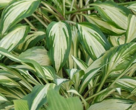 Funkia Cherry Berry Hosta 1l