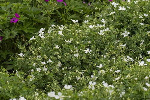Bodziszek czerwony Album Geranium sanguineum