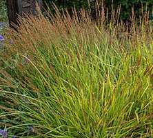 Trzcinnik Cheju-Do Calamagrostis splendens 1l