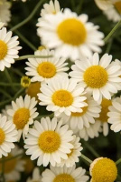 Rumian żółty Sauce Hollandaise Anthemis tinctoria