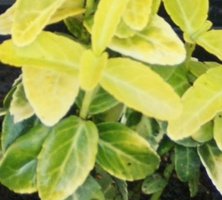 Trzmielina fortunea Scheridan Gold Euonymus fortunei 1l
