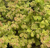 Krzewuszka Cudowna Caricature Weigela florida 1l