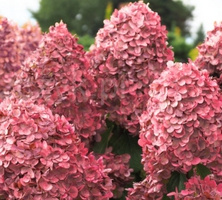 Hortensja bukietowa Queen Mount Rose Hydrangea paniculata 1l