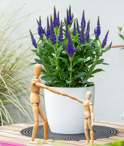 Przetacznik Lancita Blue Veronica hybrida