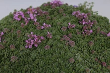 Macierzanka wczesna Minor Thymus Praecox