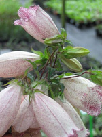 Dzwonek kropkowany Hot Lips Campanula punctata 9