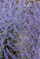 Perowskia Łobodolistna Jelena Perovskia Atriplicifolia