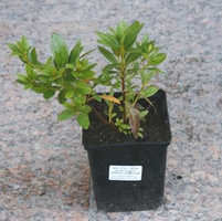 Azalia japońska Blaue Donau Azalea japonicum 1l