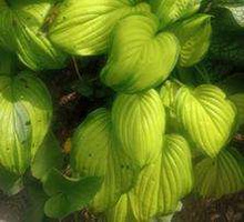 Funkia Stained Glass Hosta 1l