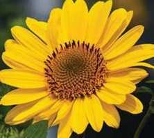 Słoneczniczek Suncatcher Pure Gold Helianthus 1l