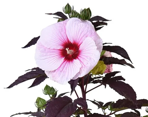 Hibiskus Starry Night Hibiscus hybrida