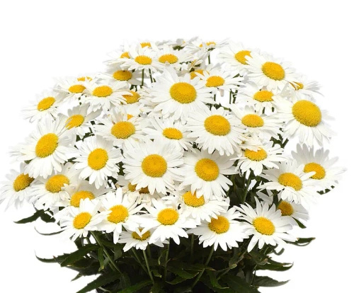 Złocień wielki Madonna Leucanthemum x superbum