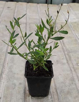 Gaura Whirling Butterflies Gaura lindheimeri