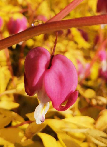 Serduszka okazała Gold Heart Dicentra Spectabilis 9-1l