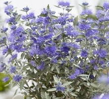 Barbula Sterling Silver Caryopteris Clandonensis 1l