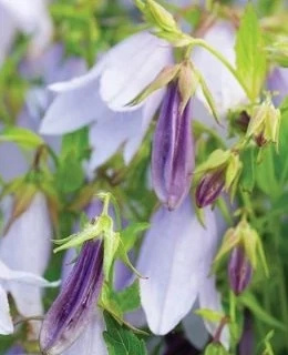 Dzwonek kropkowany Iridescent Bells Campanula punctata 1l