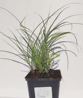 Miskant Chiński Serengeti Miscanthus Sinensis1l