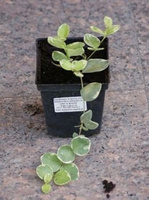 Barwinek pospolity Argenteovariegata Vinca minor 9
