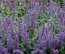 Kocimiętka Purple Haze Nepeta 9