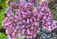 Rozchodnik wielki Matrona Sedum telephium 1l