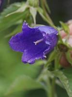 Dzwonek kopkowany Kent Belle Campanula punctata 9