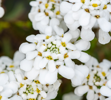 Ubiorek wiecznie zielony Weisser Zwerg Iberis Sempervirens