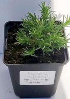 Floks szydlasty Purple Beauty Phlox subulata 9