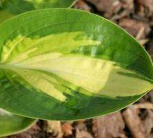 Funkia Warwick Comet Hosta 2l