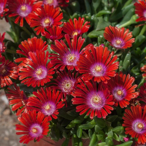 Delosperma Sundella Red Delosperma 