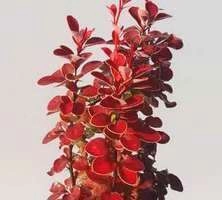 Berberys Thunberga Orange Moon Berberis Thunbergii 1l