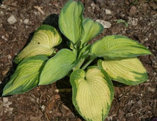 Funkia Color Glory Hosta  2l