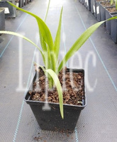 Juka Karolińska Yucca Filamentosa 1l