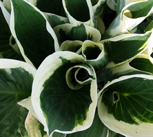 Funkia Minuteman Hosta 1l