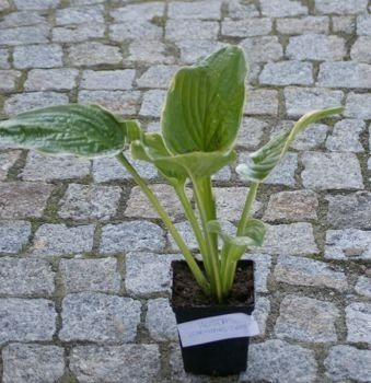 Funkia Christmas Tree Hosta 1l  