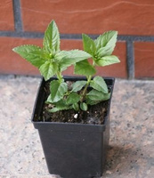 Przetacznik Lancita White Veronica hybrida